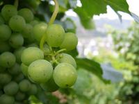 Weinbau Lage
